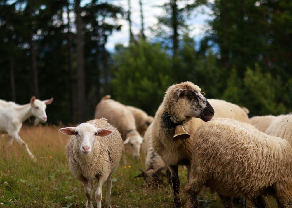 قطيع أغنام في مرعى
